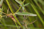 Yellow meadowbeauty